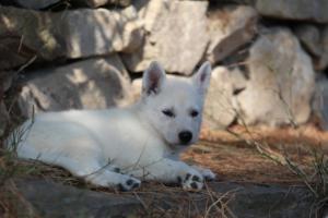 White-Swiss-Shepherd-Puppies-06062019-0554