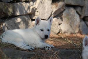 White-Swiss-Shepherd-Puppies-06062019-0557