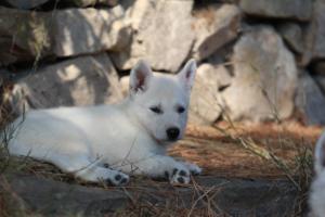 White-Swiss-Shepherd-Puppies-06062019-0559
