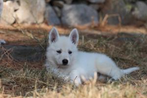 White-Swiss-Shepherd-Puppies-06062019-0560