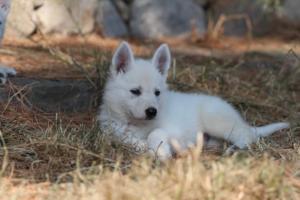 White-Swiss-Shepherd-Puppies-06062019-0561
