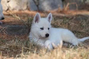 White-Swiss-Shepherd-Puppies-06062019-0563