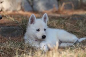 White-Swiss-Shepherd-Puppies-06062019-0565