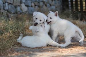 White-Swiss-Shepherd-Puppies-06062019-0568