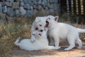 White-Swiss-Shepherd-Puppies-06062019-0569
