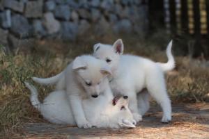 White-Swiss-Shepherd-Puppies-06062019-0570