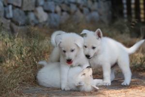 White-Swiss-Shepherd-Puppies-06062019-0571