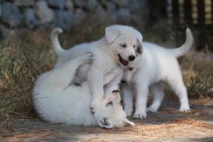 White-Swiss-Shepherd-Puppies-06062019-0573
