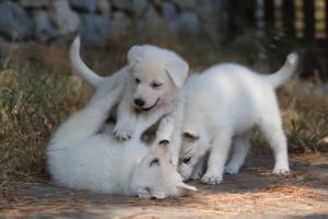 White-Swiss-Shepherd-Puppies-06062019-0574