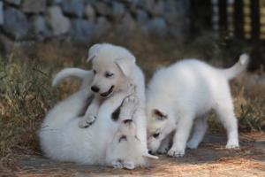 White-Swiss-Shepherd-Puppies-06062019-0575