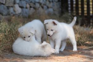 White-Swiss-Shepherd-Puppies-06062019-0576
