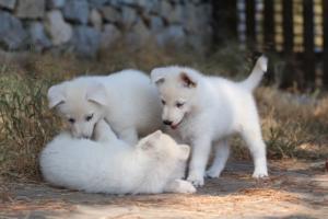White-Swiss-Shepherd-Puppies-06062019-0577