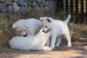White-Swiss-Shepherd-Puppies-06062019-0578