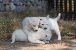 White-Swiss-Shepherd-Puppies-06062019-0580