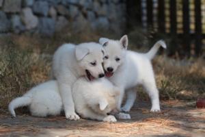 White-Swiss-Shepherd-Puppies-06062019-0582