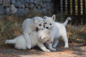 White-Swiss-Shepherd-Puppies-06062019-0583