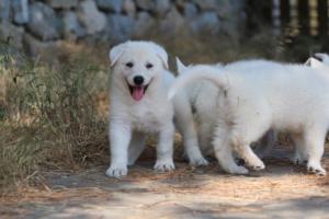 White-Swiss-Shepherd-Puppies-06062019-0585