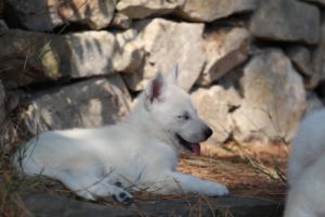 White-Swiss-Shepherd-Puppies-06062019-0586