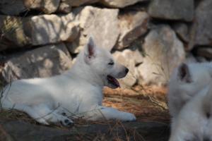 White-Swiss-Shepherd-Puppies-06062019-0587