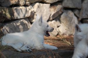 White-Swiss-Shepherd-Puppies-06062019-0588