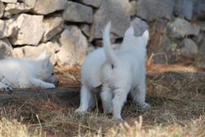 White-Swiss-Shepherd-Puppies-06062019-0589