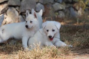 White-Swiss-Shepherd-Puppies-06062019-0590