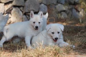 White-Swiss-Shepherd-Puppies-06062019-0591