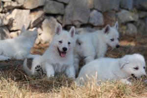 White-Swiss-Shepherd-Puppies-06062019-0592