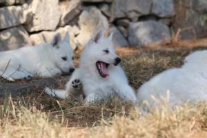White-Swiss-Shepherd-Puppies-06062019-0594