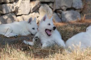 White-Swiss-Shepherd-Puppies-06062019-0595