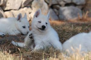 White-Swiss-Shepherd-Puppies-06062019-0596
