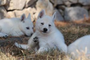 White-Swiss-Shepherd-Puppies-06062019-0597