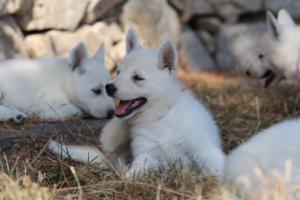 White-Swiss-Shepherd-Puppies-06062019-0598