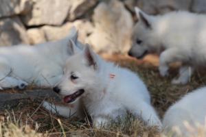 White-Swiss-Shepherd-Puppies-06062019-0599