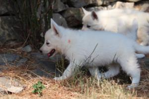 White-Swiss-Shepherd-Puppies-06062019-0601