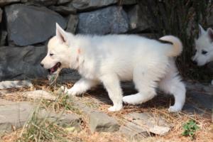 White-Swiss-Shepherd-Puppies-06062019-0603