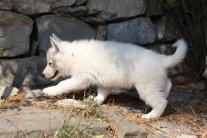 White-Swiss-Shepherd-Puppies-06062019-0604