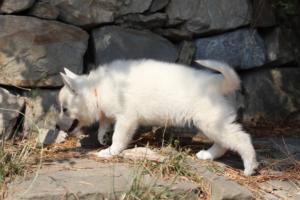 White-Swiss-Shepherd-Puppies-06062019-0605