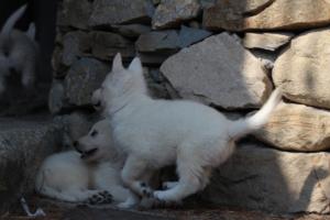 White-Swiss-Shepherd-Puppies-06062019-0607