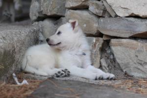 White-Swiss-Shepherd-Puppies-06062019-0608
