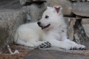 White-Swiss-Shepherd-Puppies-06062019-0609