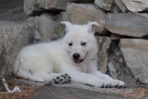 White-Swiss-Shepherd-Puppies-06062019-0611