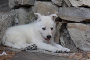 White-Swiss-Shepherd-Puppies-06062019-0612