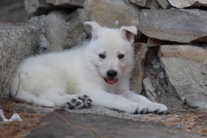 White-Swiss-Shepherd-Puppies-06062019-0613