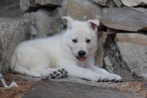 White-Swiss-Shepherd-Puppies-06062019-0614