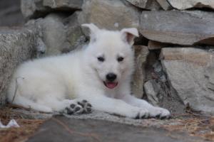 White-Swiss-Shepherd-Puppies-06062019-0615