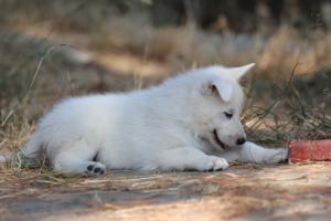 White-Swiss-Shepherd-Puppies-06062019-0619