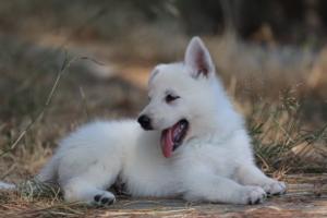 White-Swiss-Shepherd-Puppies-06062019-0623