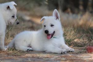White-Swiss-Shepherd-Puppies-06062019-0631