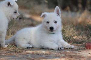 White-Swiss-Shepherd-Puppies-06062019-0632